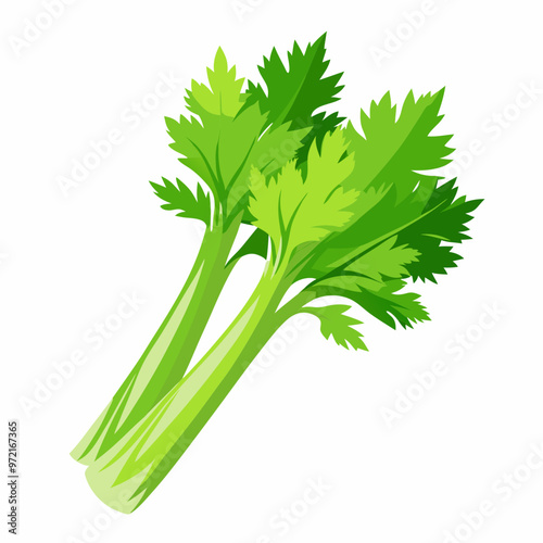 celery isolated on white