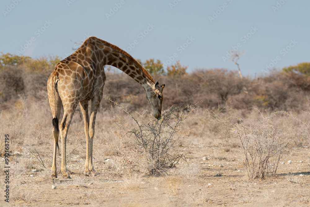 Fototapeta premium giraffe in bwa
