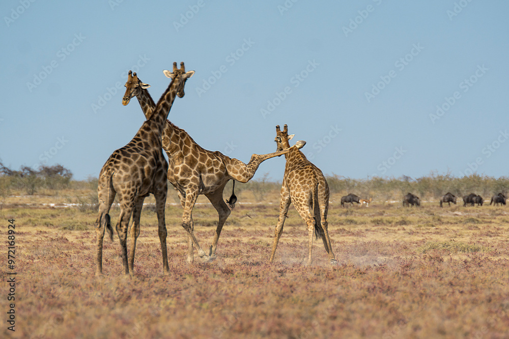 Obraz premium giraffe in bwa