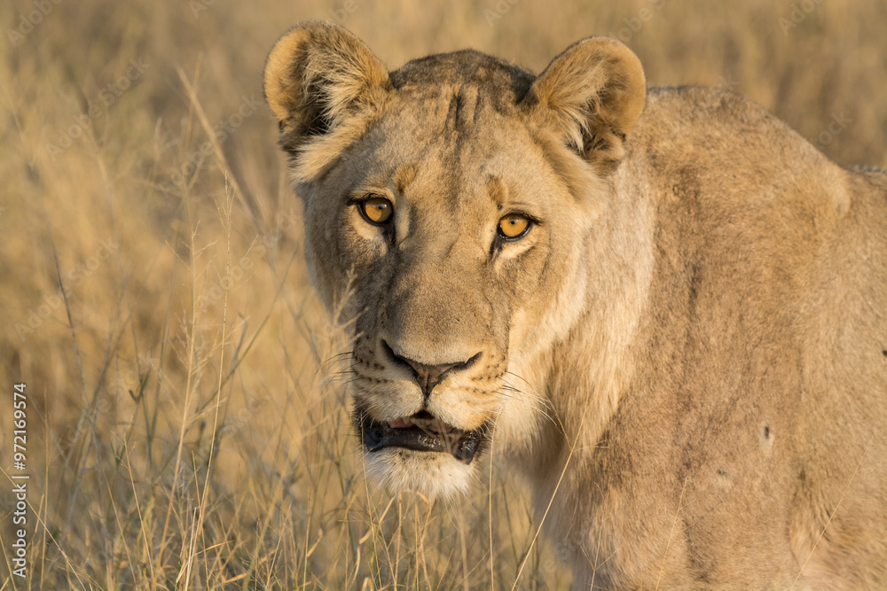 Lions, in BWA