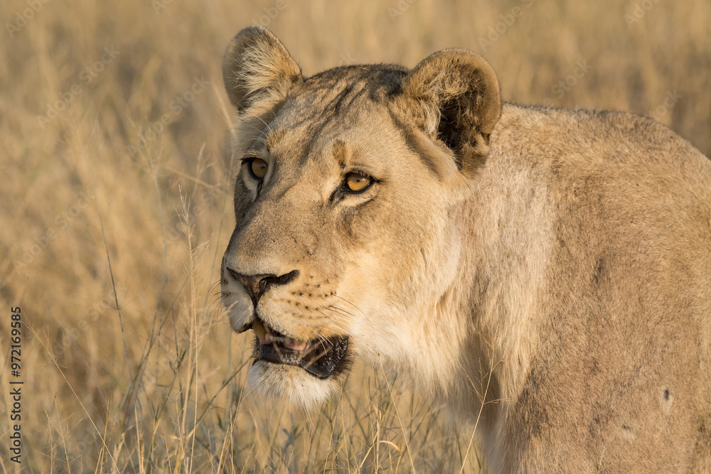 Naklejka premium Lions, in BWA