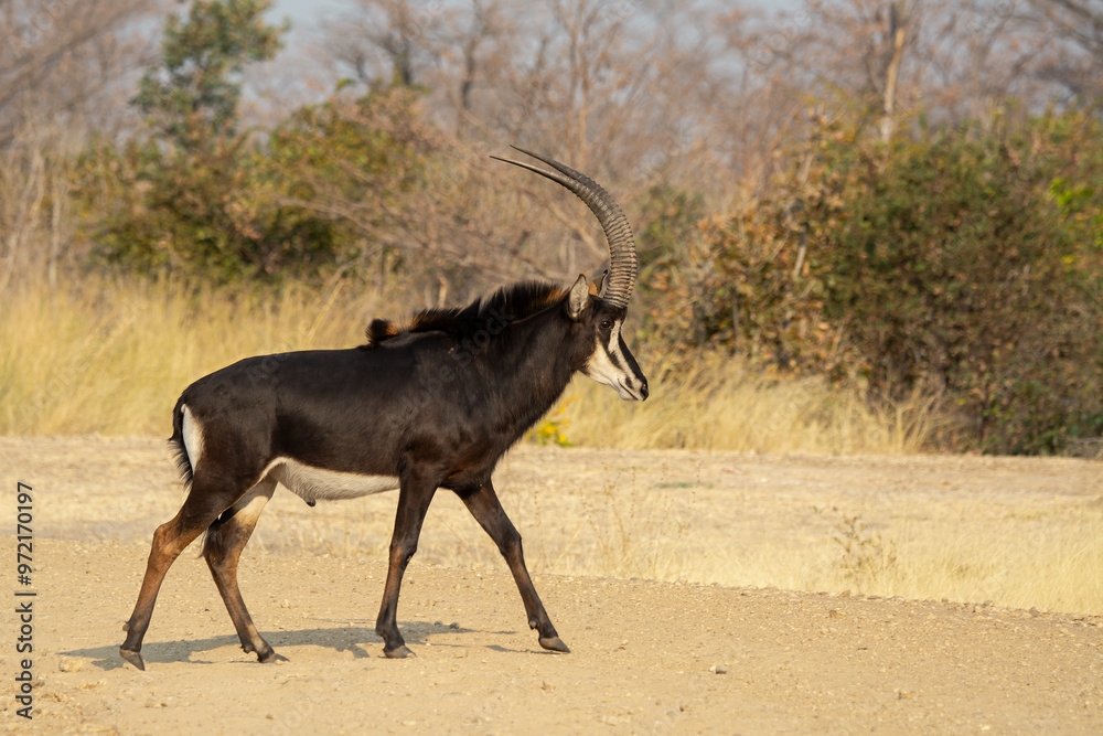 Fototapeta premium Erbivori in BWA