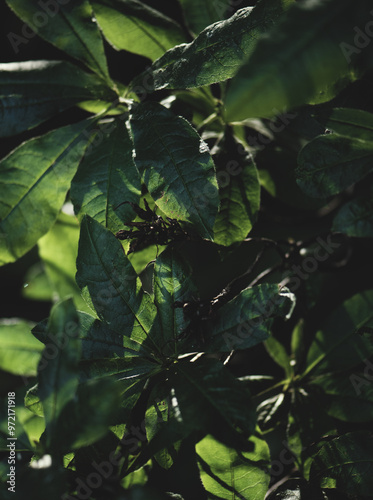 Rhododendron leaves, sunny September day