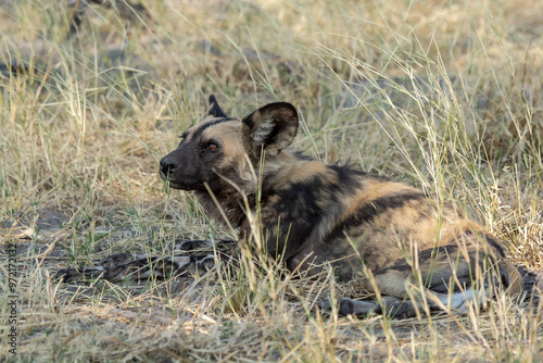 Wild dog  in bwa photo