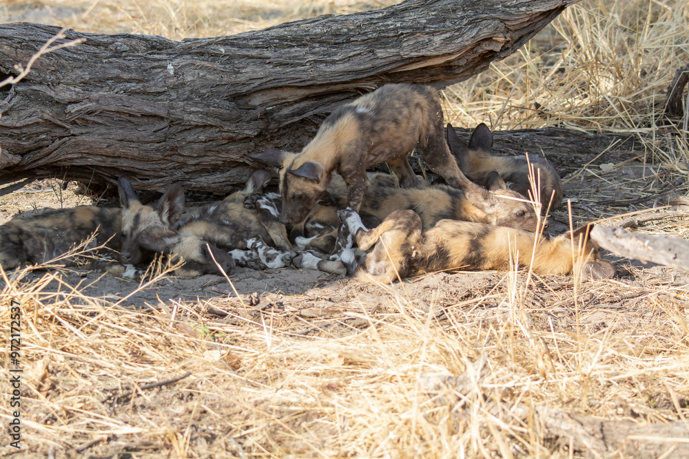 Fototapeta premium Wild dog in bwa