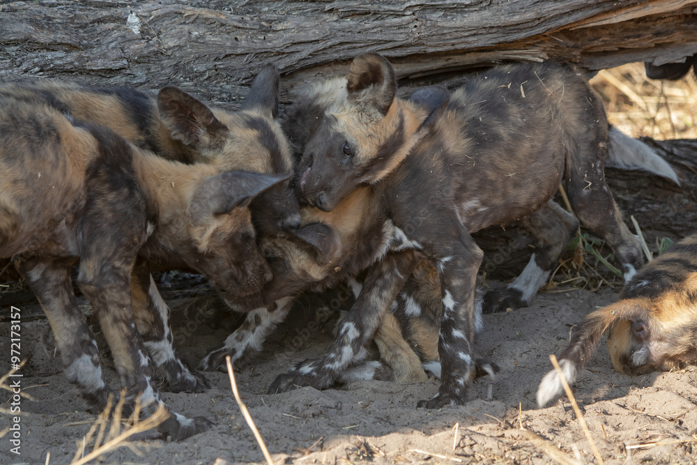 WILD DOG in bwa WILD DOG in bwa