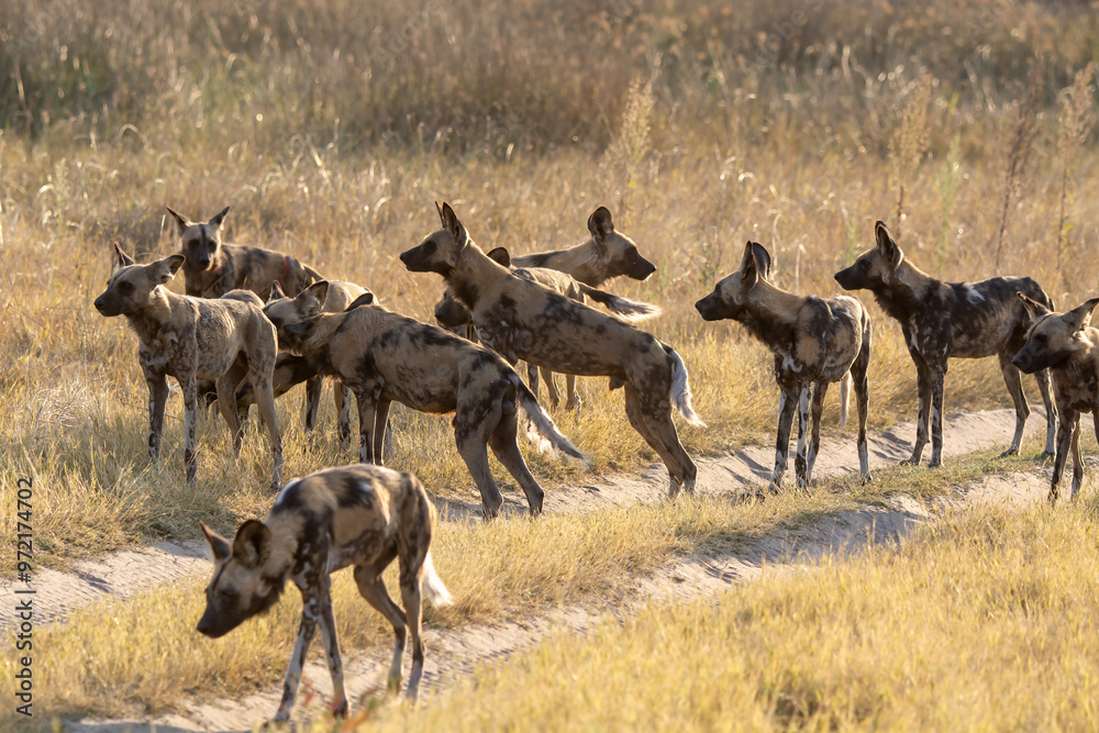 Fototapeta premium wild dog in bwa