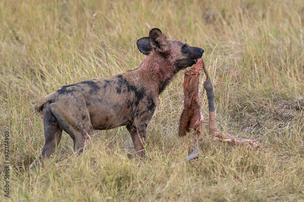 Fototapeta premium wild dog in bwa