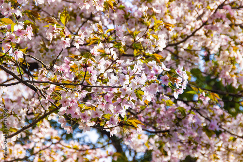 Cherry blossom sakura beautiful trees and flowers 