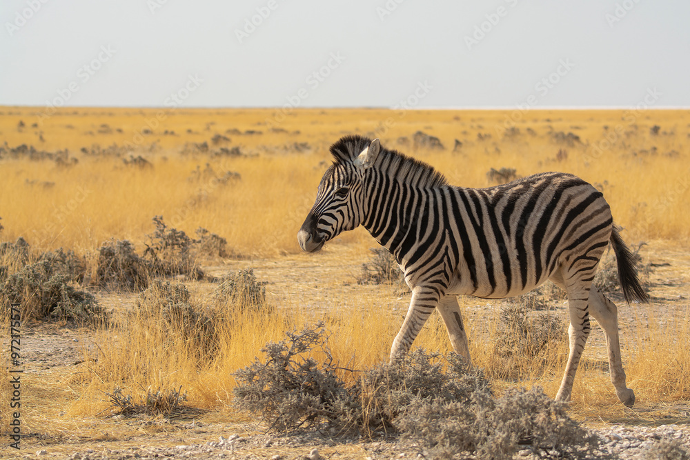 Obraz premium zebre , BWA