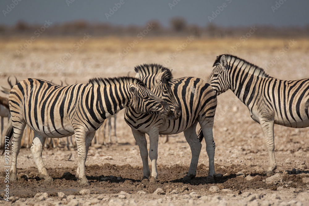 zebre , BWA zebre , BWA