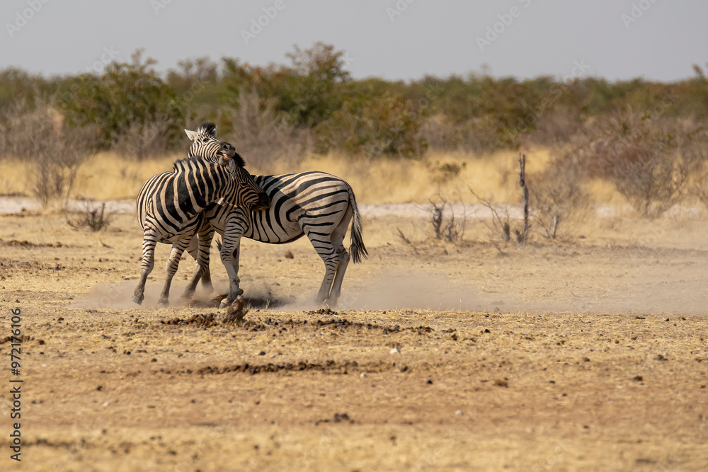 Obraz premium Zebre, BWA