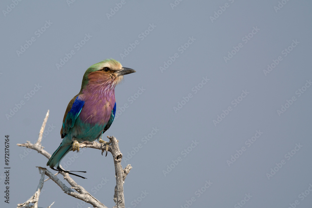 Rinoceronte in sout africa , Botswana Rinoceronte in sout africa , Botswana