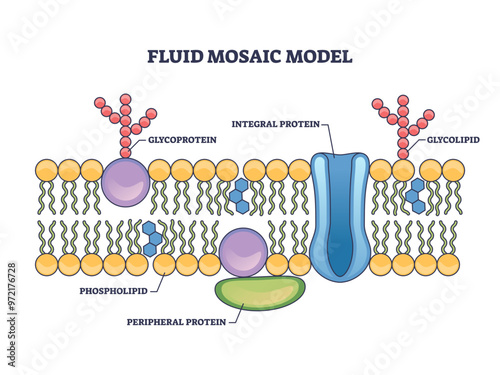 Fluid mosaic model with cell membrane anatomical structure outline diagram, transparent background. Labeled educational scheme with glycoprotein, integral protein.