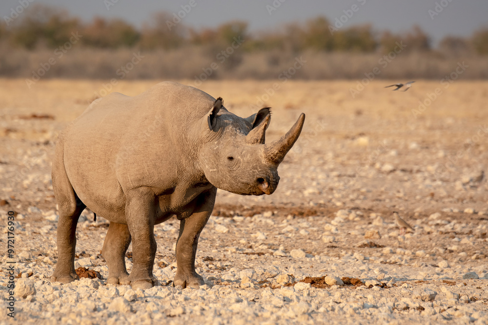 Fototapeta premium Rinoceronte in sout africa , Botswana