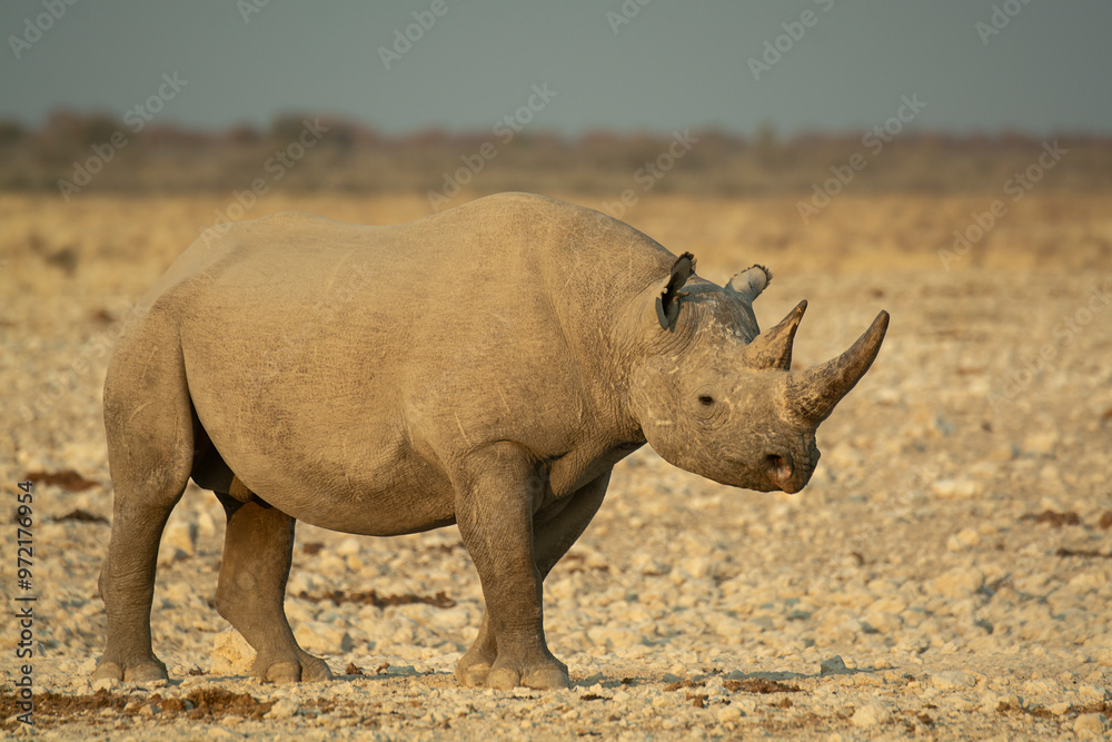 Obraz premium Rinoceronte in sout africa , Botswana