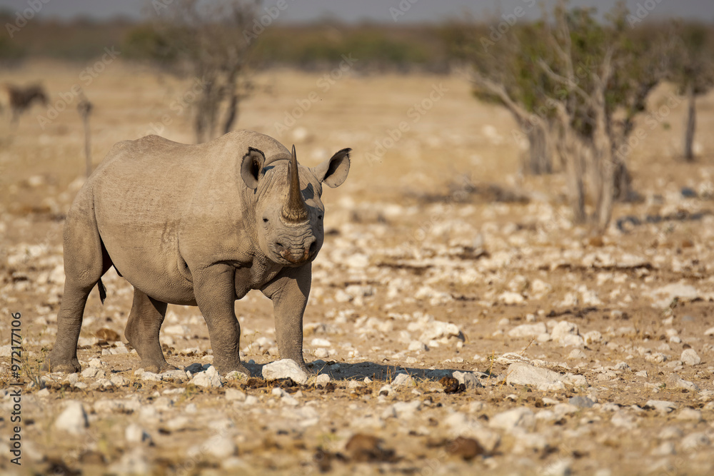 Fototapeta premium Rinoceronte in sout africa , Botswana