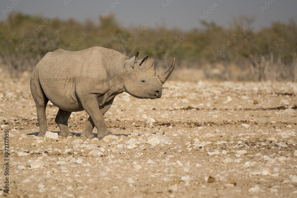 Fototapeta premium Rinoceronte in sout africa , Botswana
