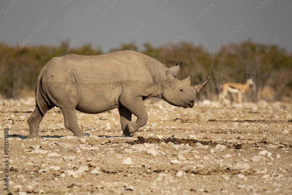 Fototapeta premium Rinoceronte in sout africa , Botswana