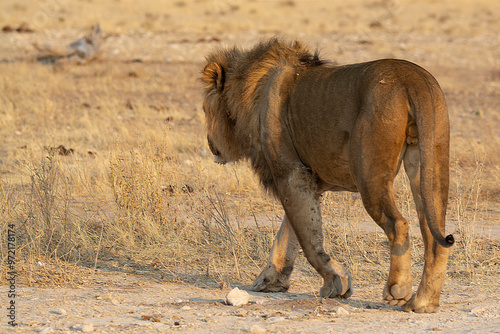 Fototapet Lions in BWA