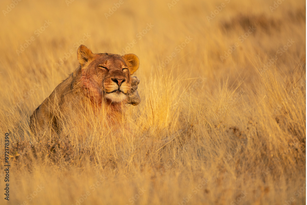 Lions in BWA