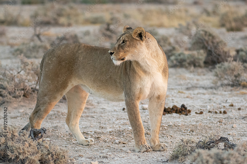 Fototapeta premium Lions in BWA