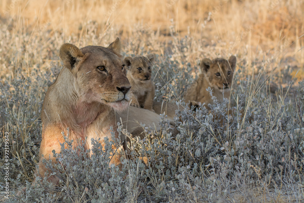 Lions in BWA