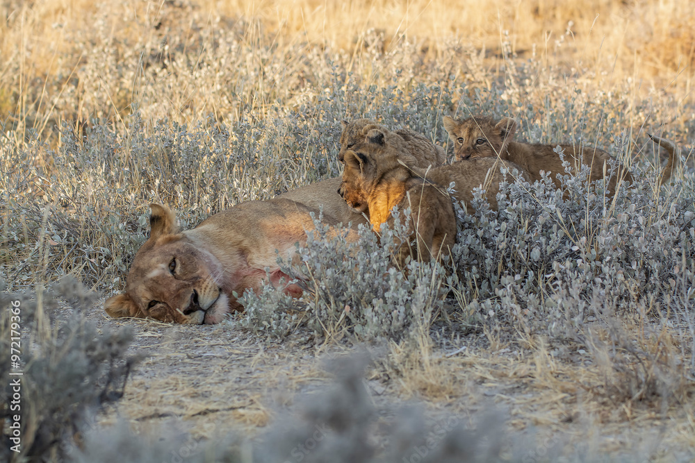 Lions in BWA