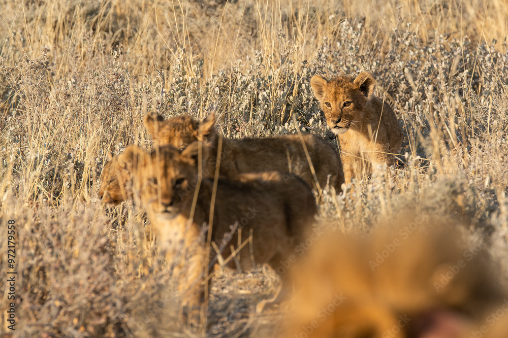 Fototapeta premium Lions in BWA