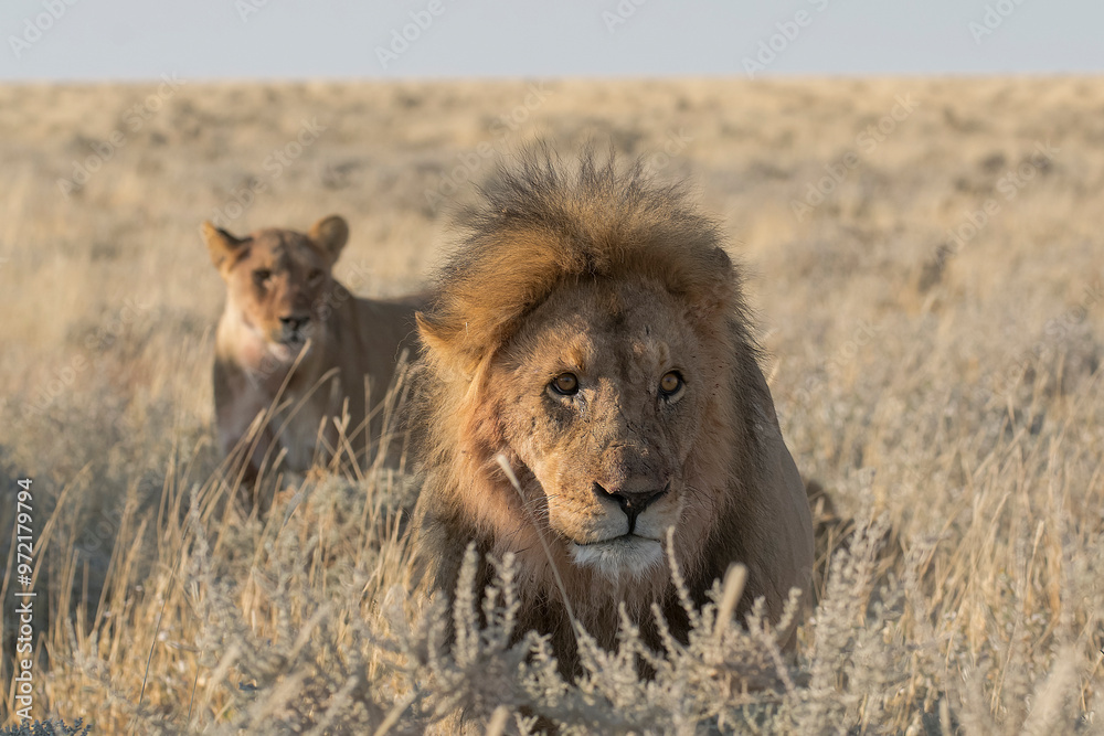 Lions in BWA Lions in BWA