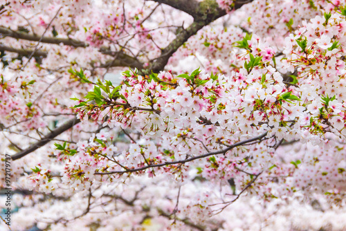 Cherry blossom sakura beautiful trees and flowers 