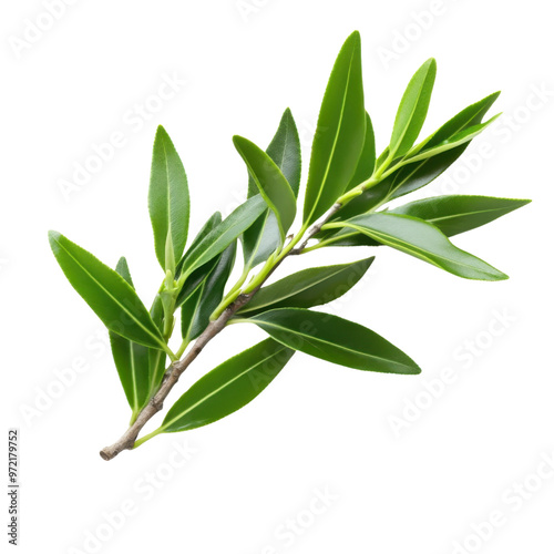 Tea tree leaves displayed with small and pointed shapes against a transparent background