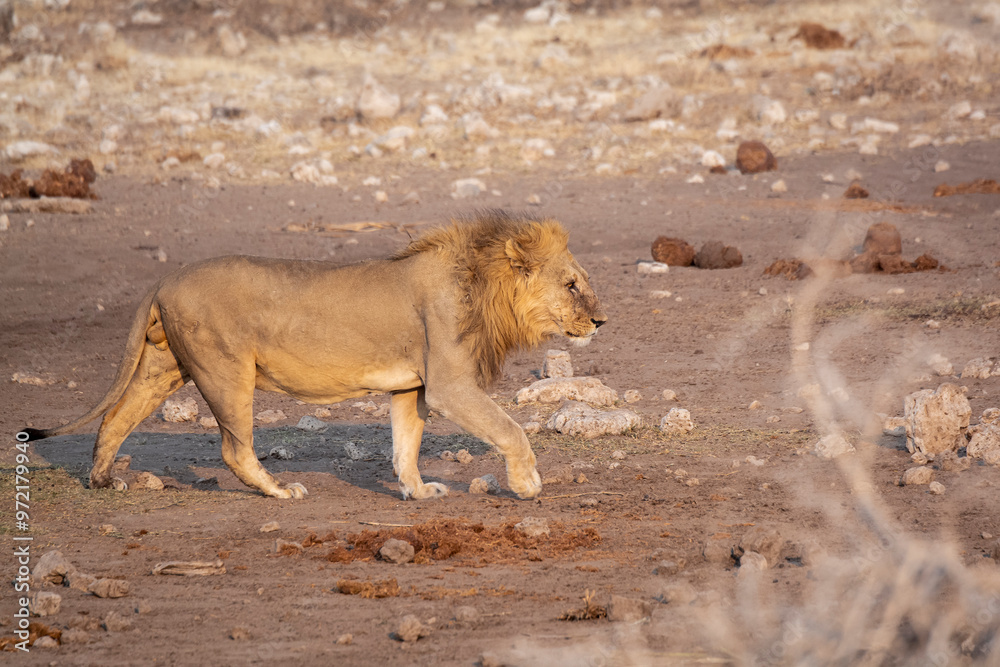 Naklejka premium Lions in BWA