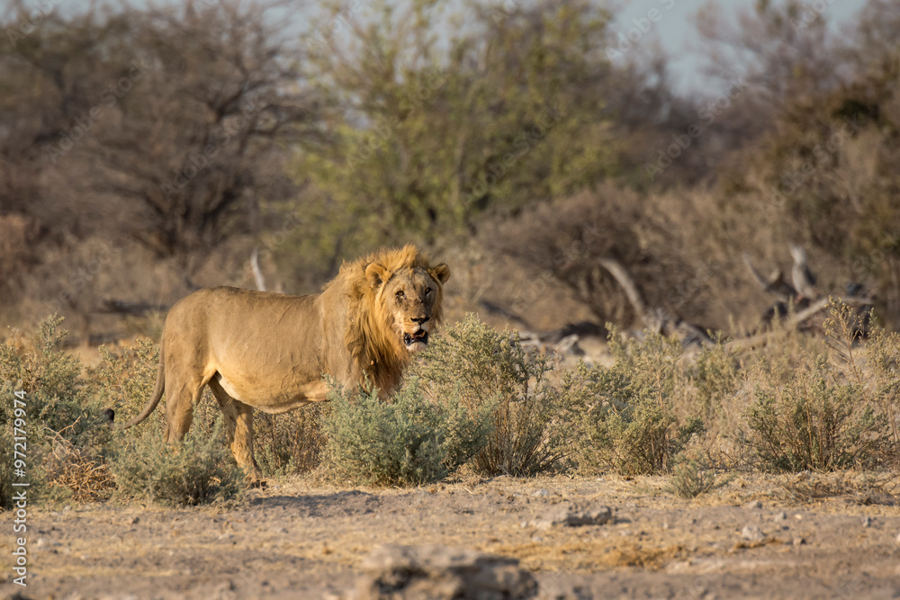 Lions in BWA