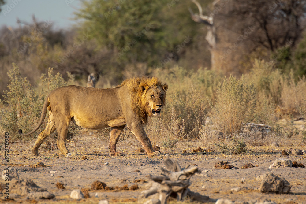 Fototapeta premium Lions