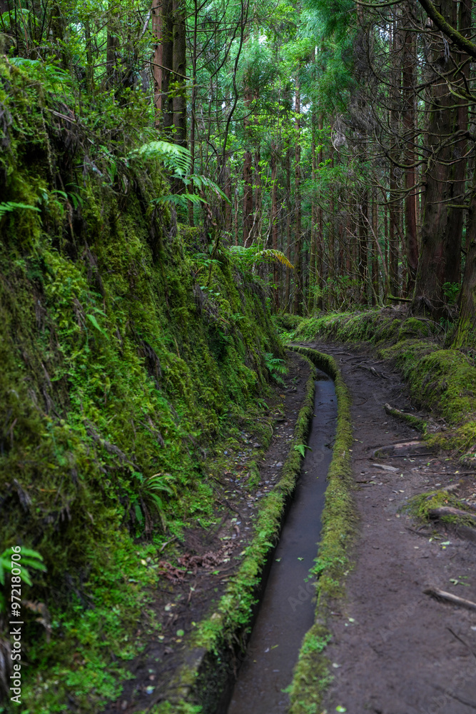 Wasserführender Kanal im Wald auf der insel Faial Wasserführender Kanal im Wald auf der insel Faial