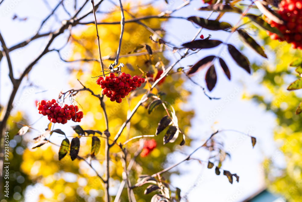 Viburnum (viburnum opulus) berries and leaves outdoor in autumn fall. Bunch of red viburnum berries on a branch. Red viburnum vulgaris branch in the garden. Viburnum (viburnum opulus) berries and leaves outdoor in autumn fall. Bunch of red viburnum berries on a branch. Red viburnum vulgaris branch in the garden.