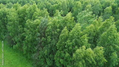 Summer Canopy of Birch Trees in Aerial Shot