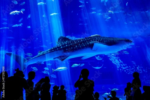沖縄県、美ら海水族館の黒潮の海水槽を泳ぐジンベイザメ