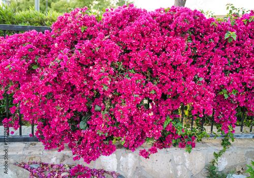 Wallpaper Mural flowers in the garden Torontodigital.ca
