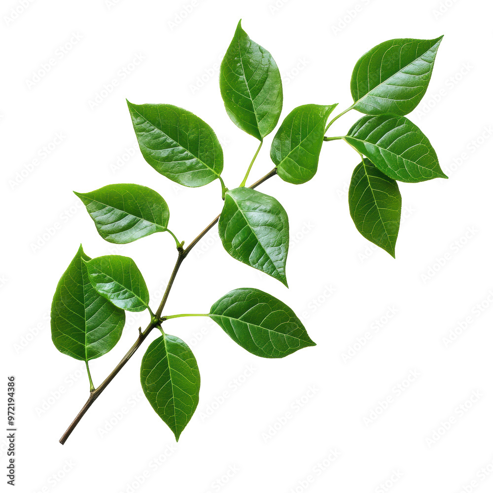 Fototapeta premium 自然叶子树叶环保绿植生态绿色元素