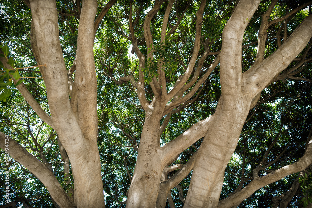 Fototapeta premium old oak tree