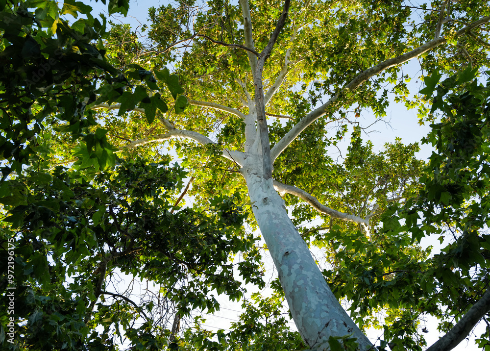 Fototapeta premium tree in the forest