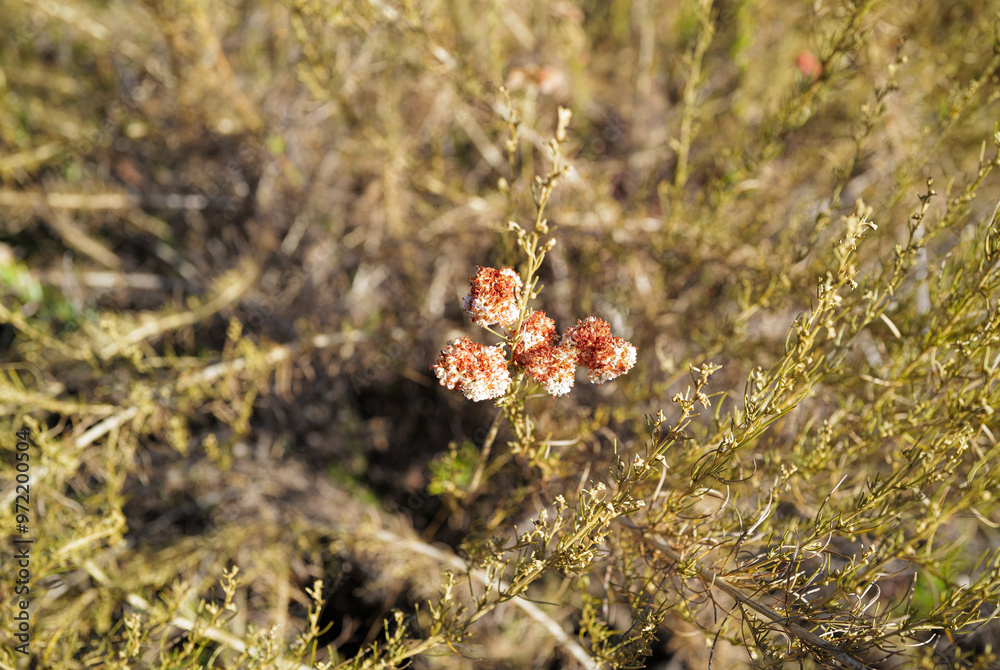 Fototapeta premium Nature's pink 