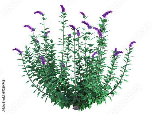 A blooming bush of summer lilac, Buddleja davidii, with dark purple flowers. 3D illustration on isolated background. 