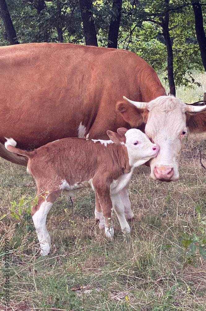 Mother cow with her newborn calf Mother cow with her newborn calf
