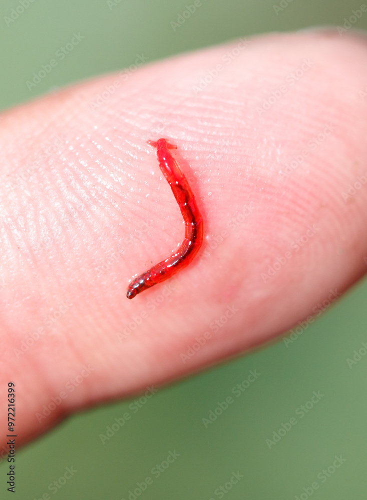 Red bloodworm on the finger. Macro