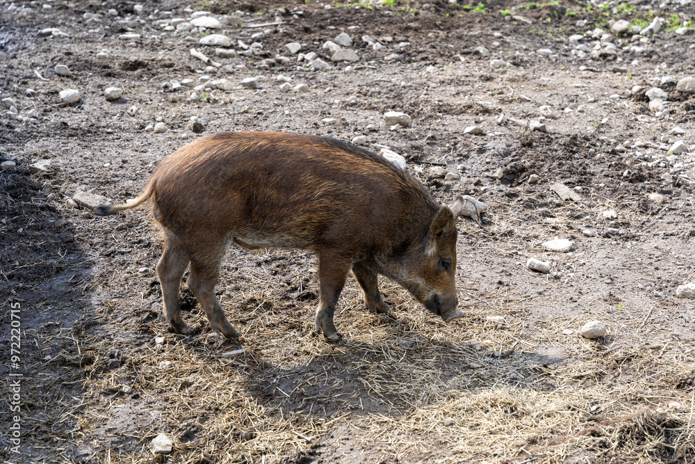 Single wild boar (Sus scrofa) piglet in enclosure Single wild boar (Sus scrofa) piglet in enclosure