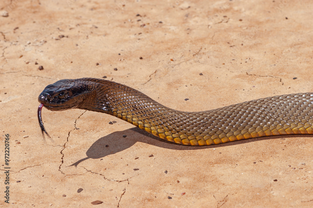 Highly venomous Australian Inland Taipan in natural Western Queensland outback habitat Highly venomous Australian Inland Taipan in natural Western Queensland outback habitat