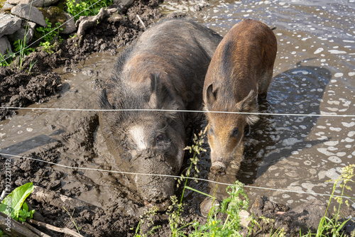 Foto Female wild boar (Sus scrofa) laying in puddle with piglets in enclosure